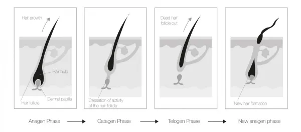 LABO HAIR LOSS 5 Patents ampulės stabdančios plaukų slinkimą VYRAMS 14 amp. (1 mėn. kursas)